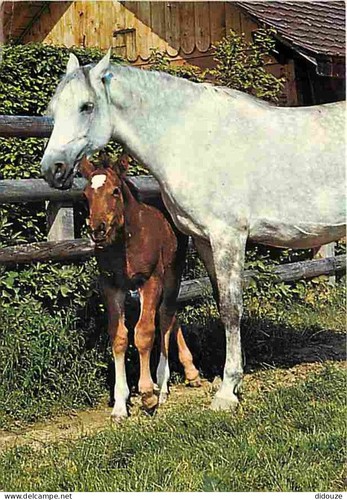 Carte postale animaux - carte,