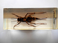 INSECTE INCLUSION, RESINE