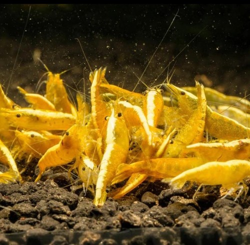 Lots crevettes - 10+1,