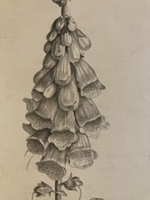 beau Dessin 1860 Fleur Fleurs