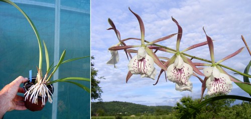 Brassavola nodosa enc - x,