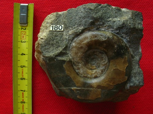 Ammonite hettangien - ammonite,