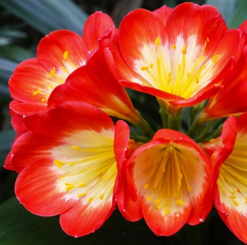 Clivia noscot nakamura x - x, (nakamura