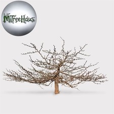 13” Tamarack Pre-Bonsai Tree