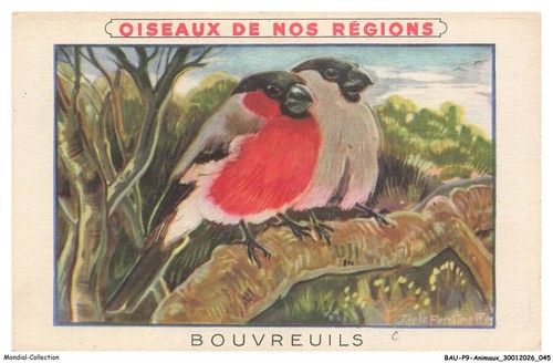 Baup9 0444 animaux oiseaux - baup9-0444-animaux,
