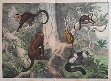 Sordelli Histoire Naturelle