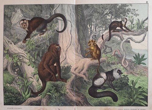 Sordelli histoire naturelle - histoire,