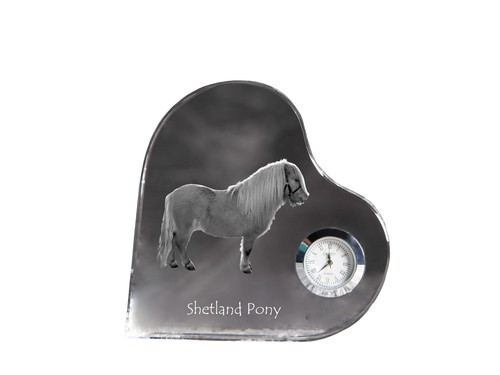 Shetland poney montre avec - -,