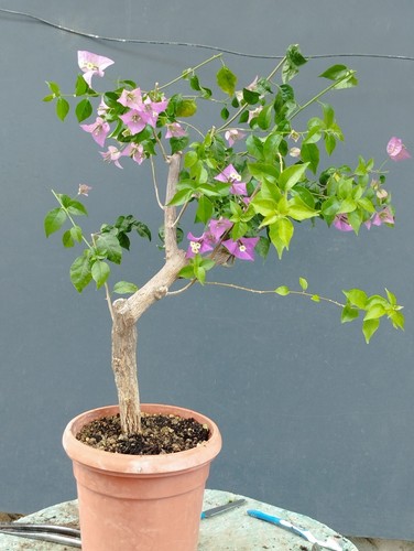 Bonsaï bougainvillier x - de,