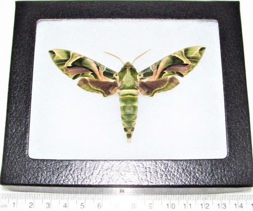 Daphnis nerii army - , green