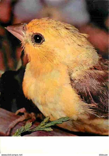 Carte postale animaux - carte,
