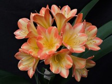Clivia N° 2 Fancy Girl F1 X Fancy Girl F1A