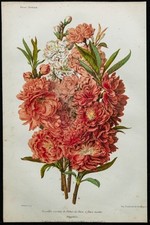 1863 - Pêcher de Chine à