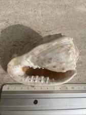 Coquille Triton Géant Naturel