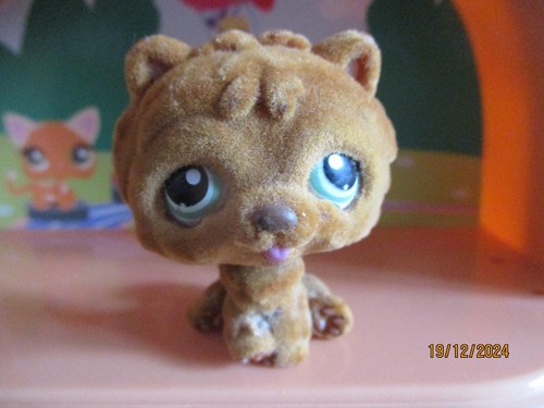 Petshop chien chow 332 - chow, /