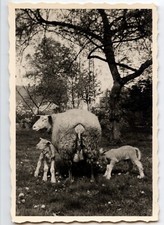 Landscape sheep lambs prairie - old photo year. 1960