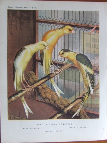 Scotch fancy canaries - "scotch,
