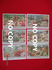 Lot de 6 Chromos LIEBIG Série