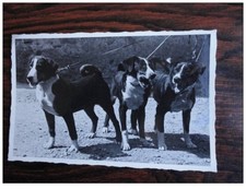 CP photo animals dog breeding competition cattle breeding Appenzell (1400)