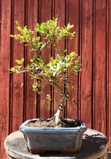 BONSAÏ HOUX JAPONAIS ILEX