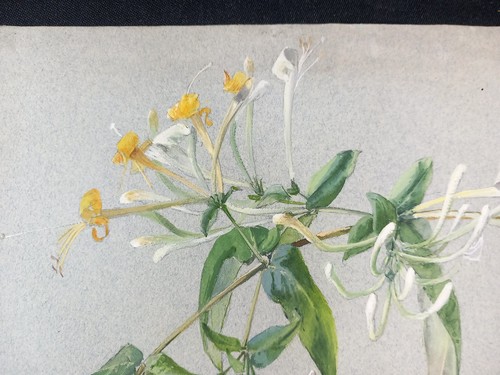 Aquarelle originale - e.w.,