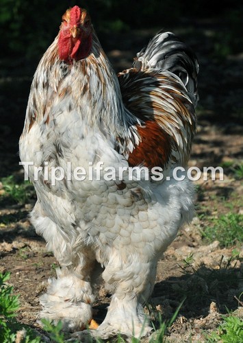 Giant large fowl - giant,