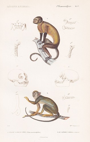 Capucin dessins singe - singe, affen