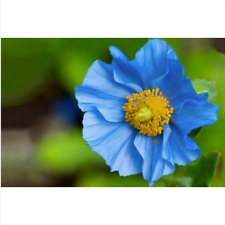 1500 GRAINES Pavot bleu de