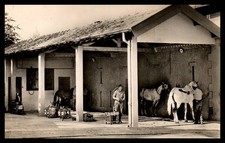 MAROC - groupe veterinaire