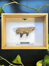 🐊Fragment de Mandibule de Mosasaure - Fossile Authentique - Encadré