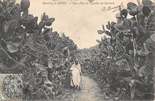 Old postcard Algeria / approx. de bone / an alley of figuiers de barbarie