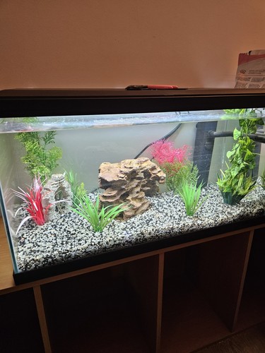 Aquarium avec décoration - avec,