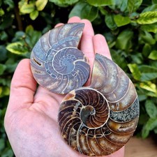 Nautile Paire Polie -