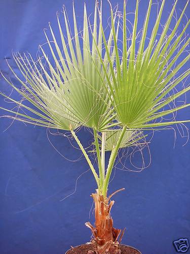 Palmier washingtonia filifera - palmier,