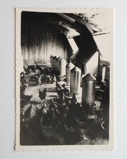 Poulailler poules pondeuses