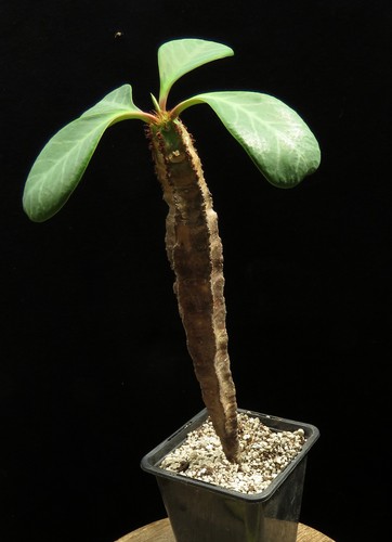 Euphorbia rubricyanthophylla