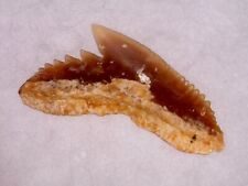 SHARK TOOTH SHARK - GALOROCERDO ALABAMENSIS 1JANV25