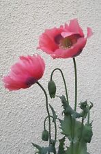 2000 Graines de Pavot