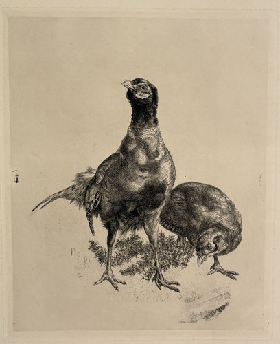 Couple faisans gravure eau - faisans,