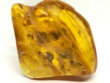 Spécimen de pierre fossile