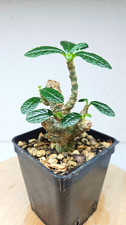 Dorstenia gigas--grown from