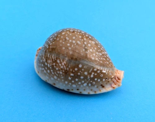 Cypraea lamarckii mm gem - cypraea, 44,9
