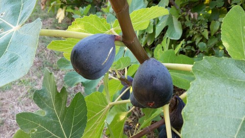 Ficus carica var figue - ficus, var.figue