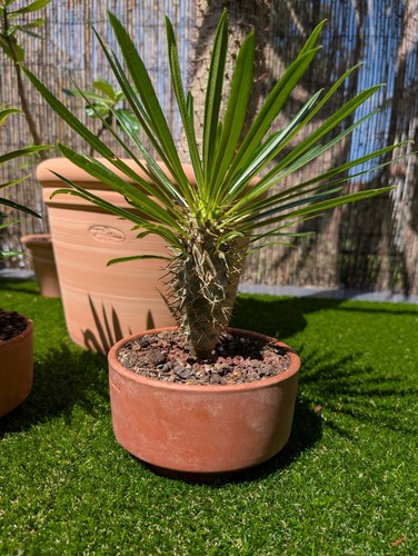 Pachypodium lamerei palmier - lamerei,
