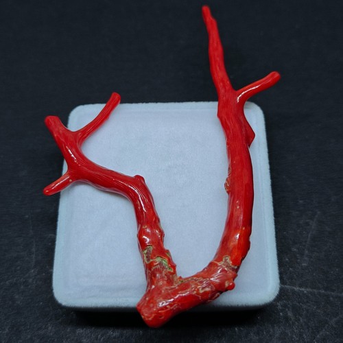 Branche corail rouge - de,