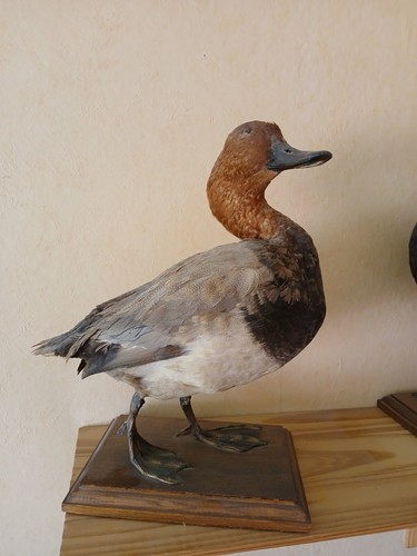 Canard empaillé sur support - sur,