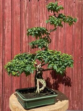 BONSAÏ LIGUSTRUM OVALIFOLIUM