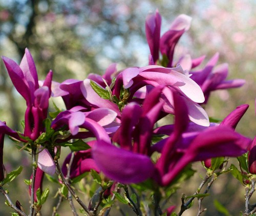Magnolia susan 120cm - magnolia, 80-120cm