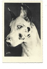 FANTAISIE - CHIEN - DOGUE ALLEMAND