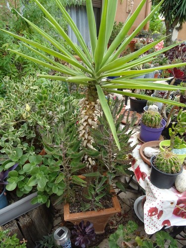 Beau yucca tres agé - yucca,
